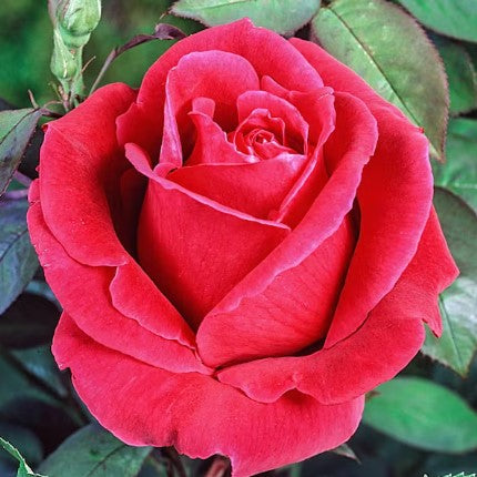 Be My Baby - Weeks Rose