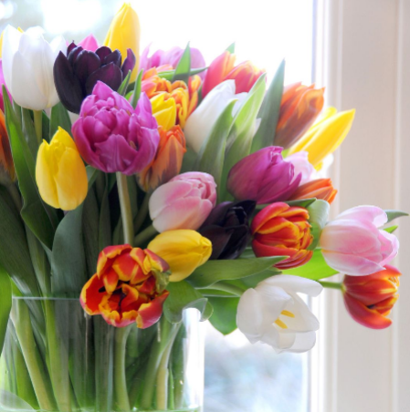 Tulip - Landscape Rainbow Mix, BONUS 16 Pack