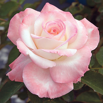 Secret™ - Star Roses and Plants