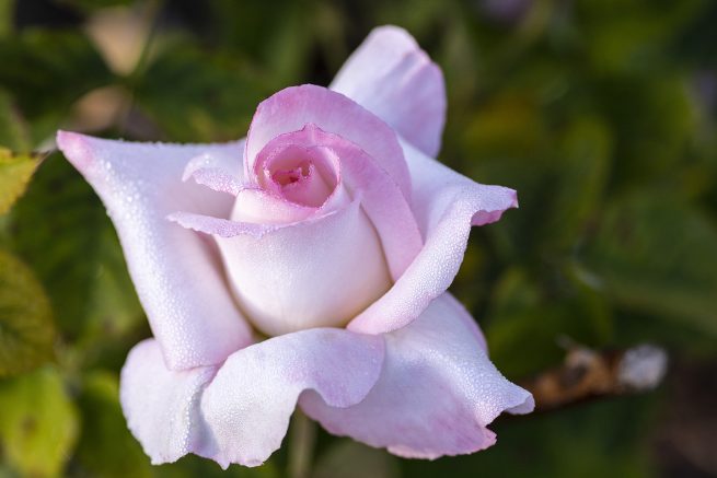 Secret™ - Star Roses and Plants