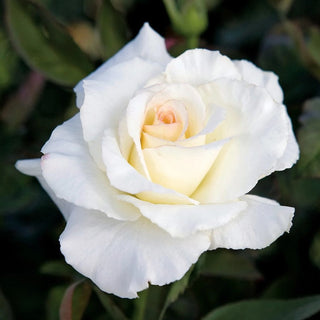 Secret’s Out!™ - Star Roses and Plants