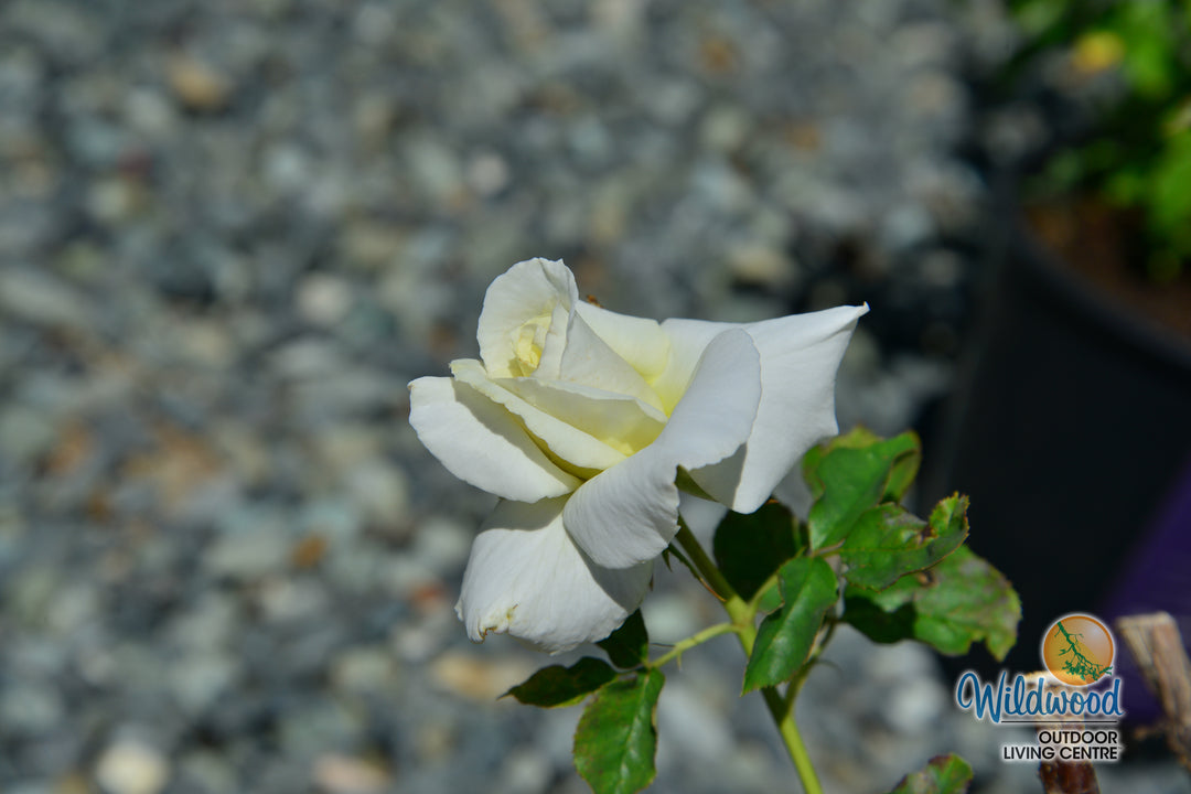 Secret’s Out!™ - Star Roses and Plants