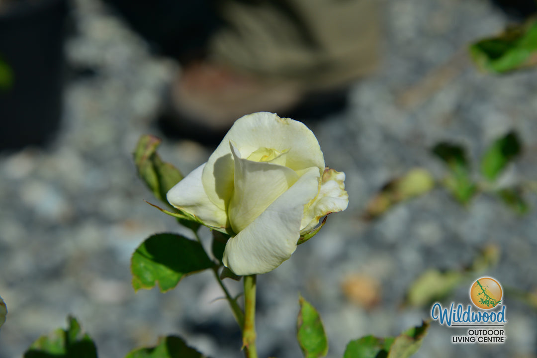 Secret’s Out!™ - Star Roses and Plants