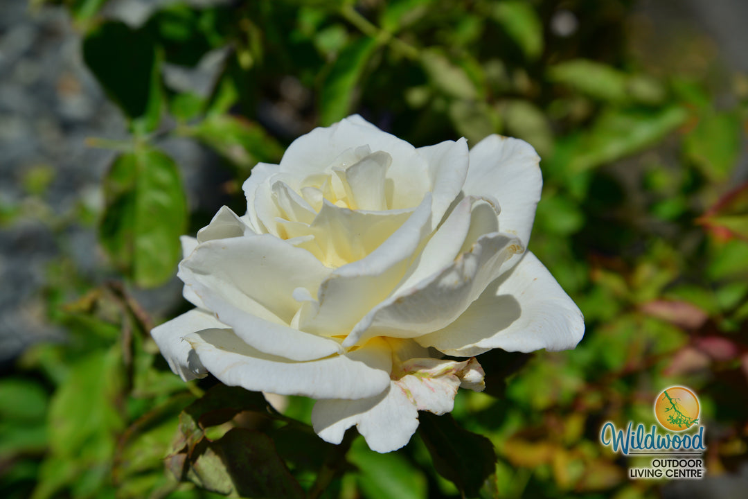 Secret’s Out!™ - Star Roses and Plants