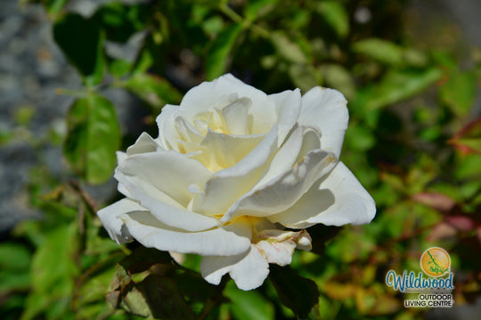 Secret’s Out!™ - Star Roses and Plants