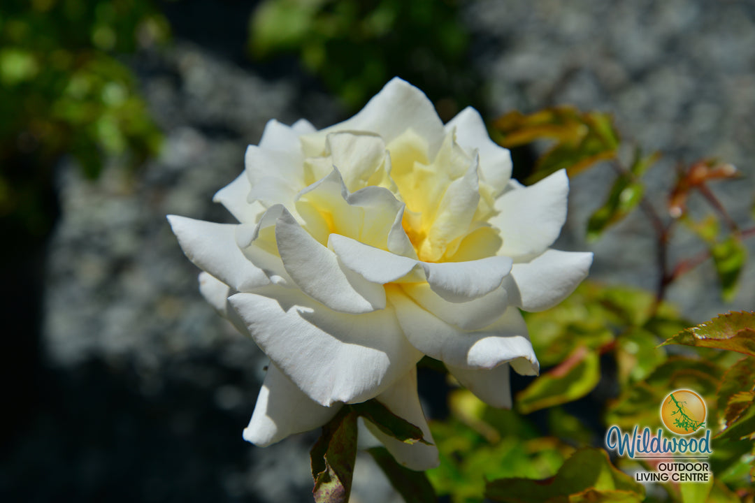 Secret’s Out!™ - Star Roses and Plants