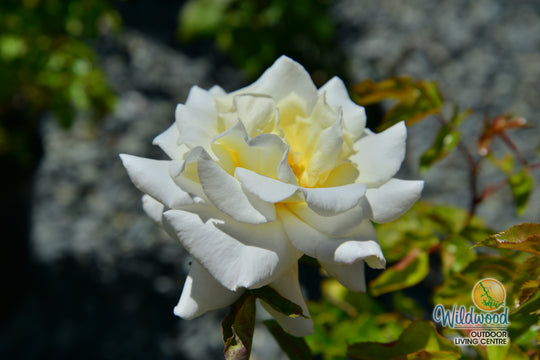 Secret’s Out!™ - Star Roses and Plants
