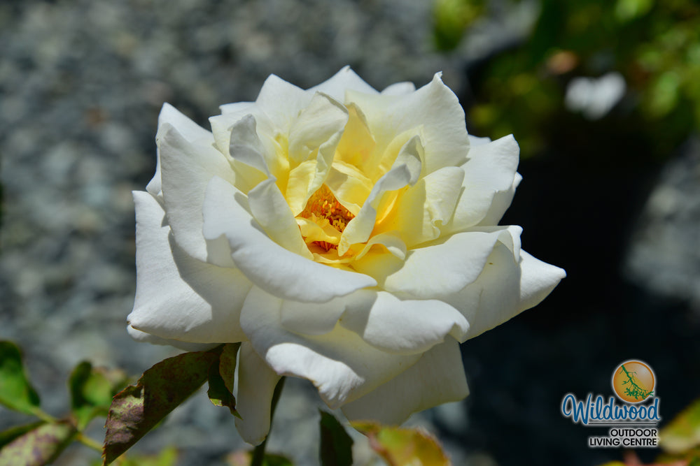 Secret’s Out!™ - Star Roses and Plants
