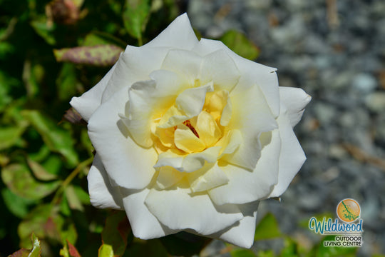 Secret’s Out!™ - Star Roses and Plants