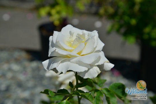 Secret’s Out!™ - Star Roses and Plants