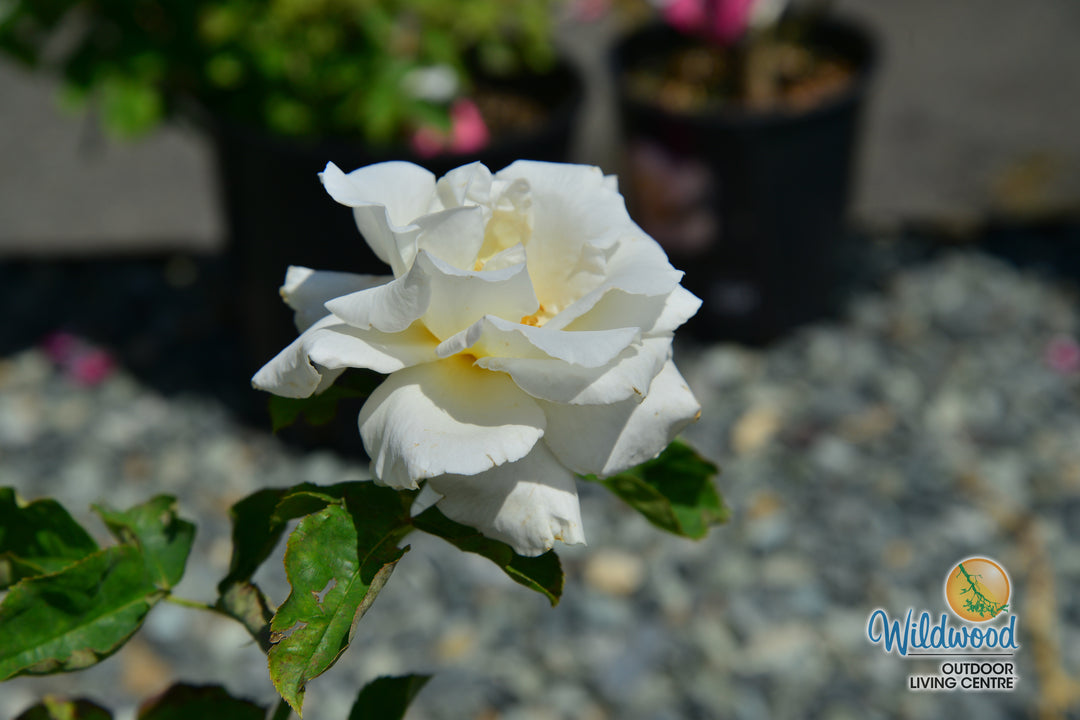 Secret’s Out!™ - Star Roses and Plants