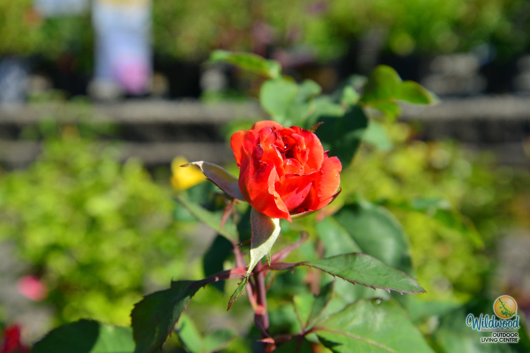 Sedona - Weeks Rose