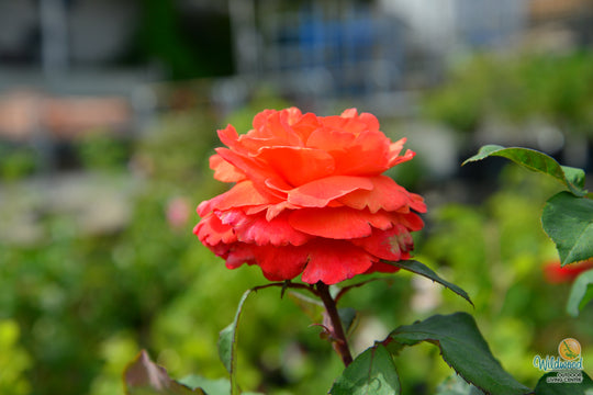 Sedona - Weeks Rose