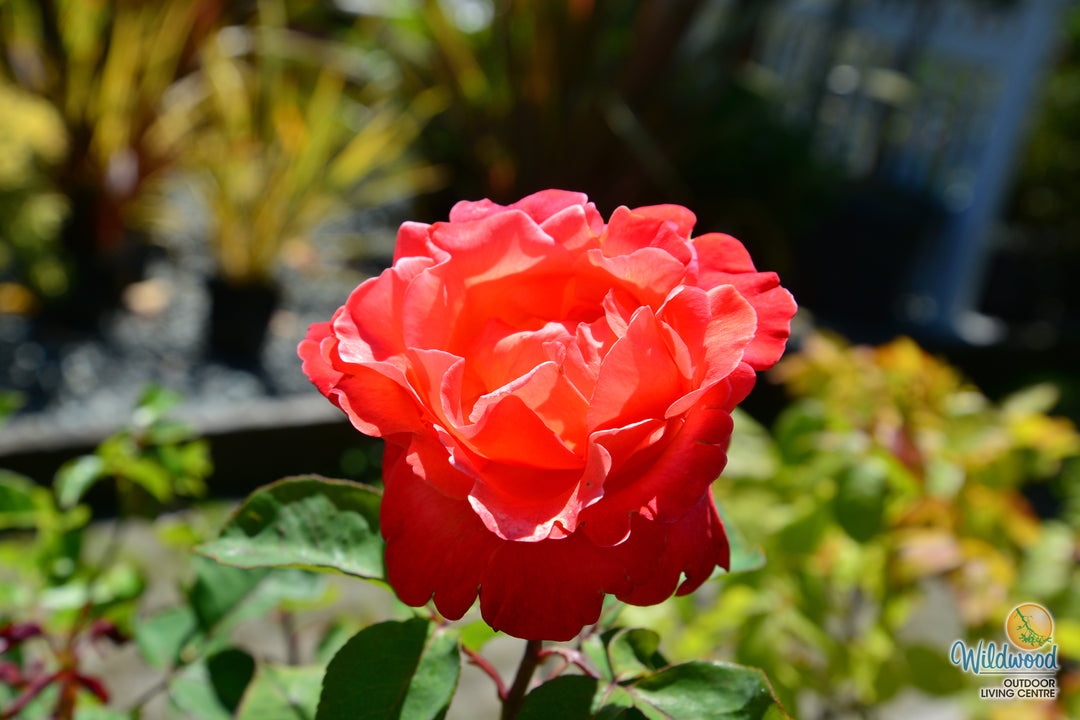 Sedona - Weeks Rose