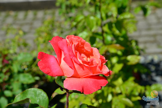 Sedona - Weeks Rose