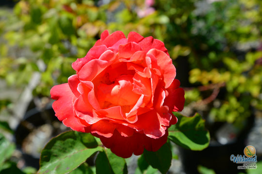 Sedona - Weeks Rose