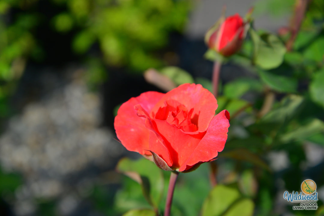 Sedona - Weeks Rose