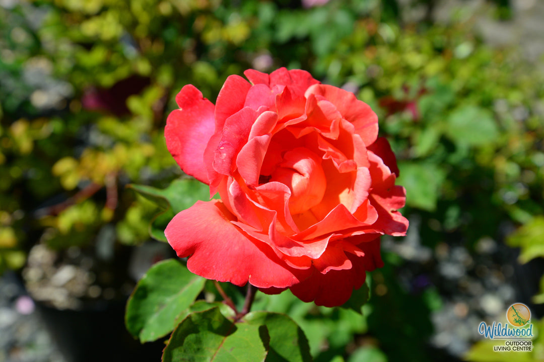 Sedona - Weeks Rose