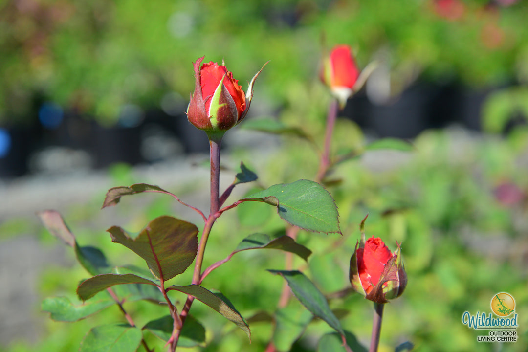 Sedona - Weeks Rose