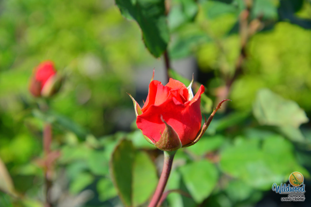 Sedona - Weeks Rose