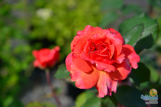 Sedona - Weeks Rose