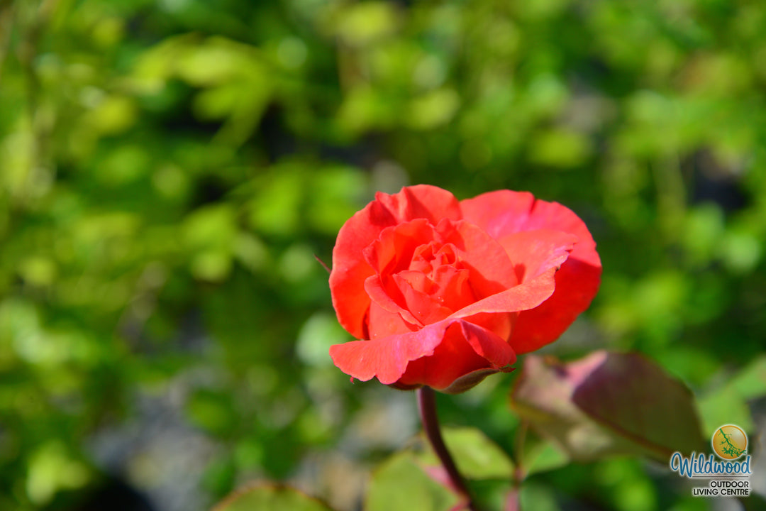 Sedona - Weeks Rose
