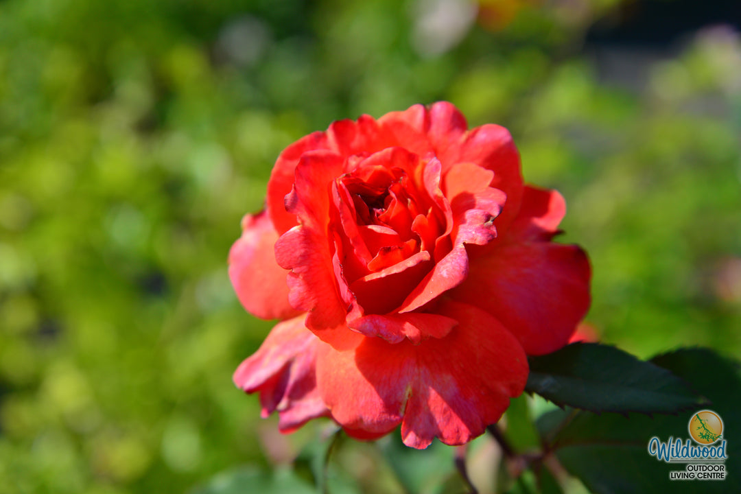 Sedona - Weeks Rose