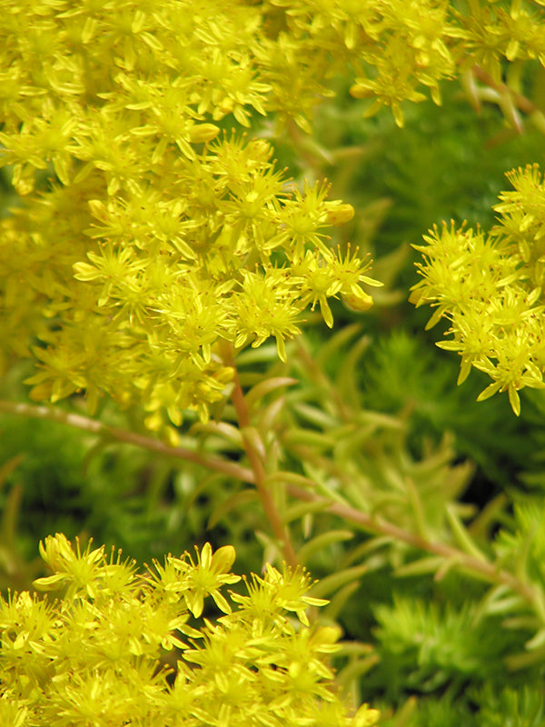 Sedum - Angelina, 1 Pack