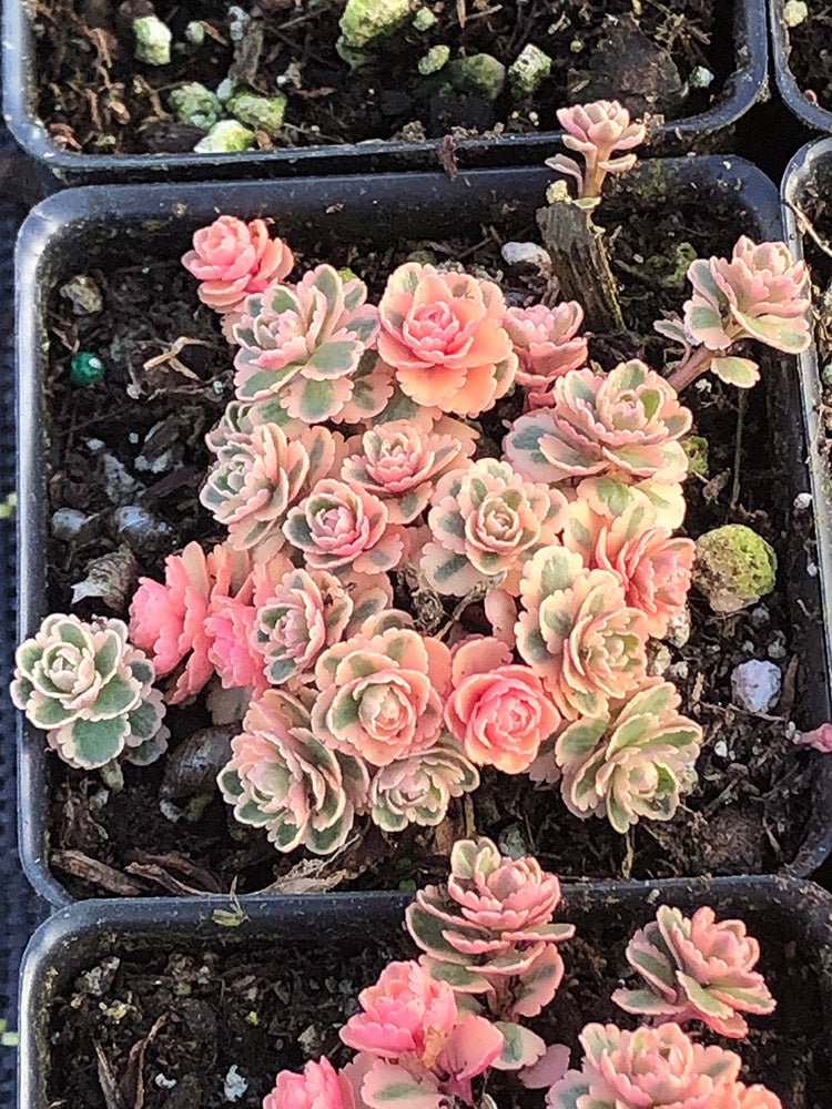 Sedum - Atlantis, 1 Pack