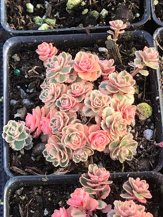 Sedum - Atlantis, 1 Pack