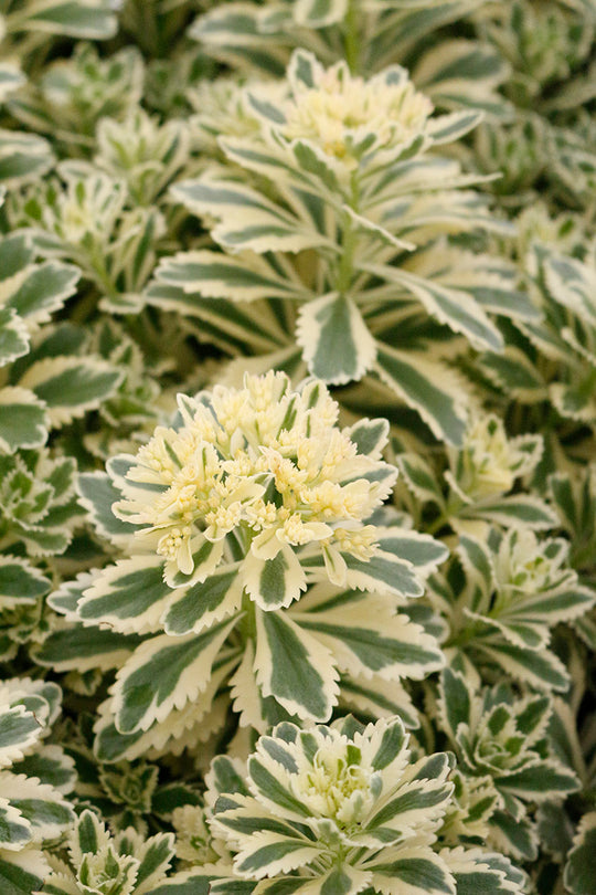 Sedum - Atlantis, 1 Pack