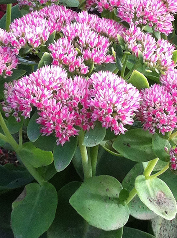 Sedum - Autumn Joy, 1 Pack