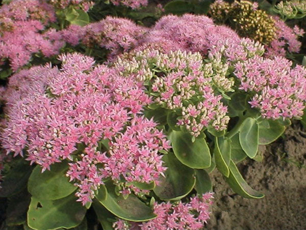 Sedum - Brilliant, 1 Pack