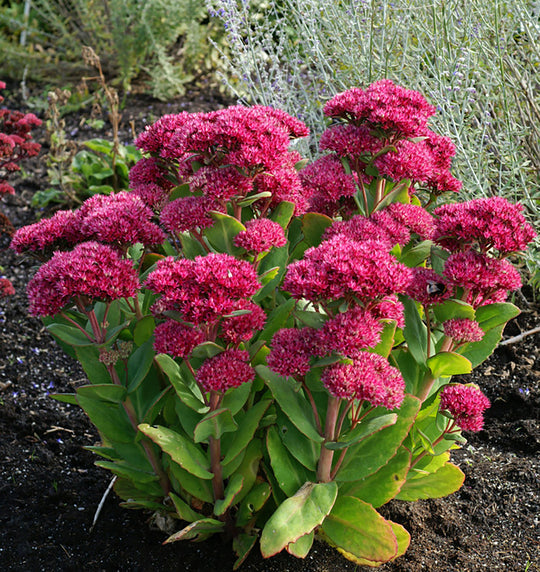 Sedum - Carl, 1 Pack