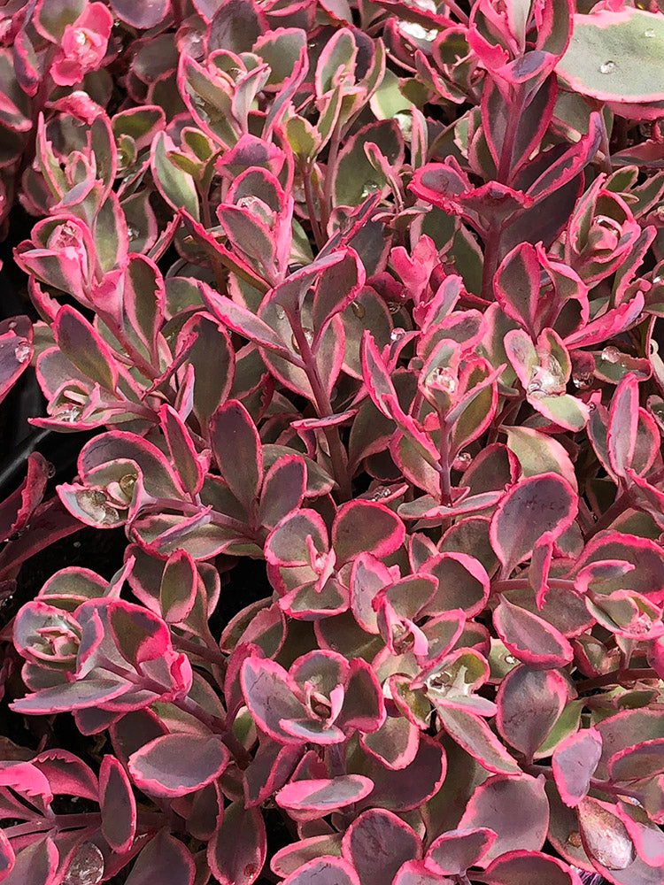 Sedum SunSparkler - Dream Dazzler, 1 Pack