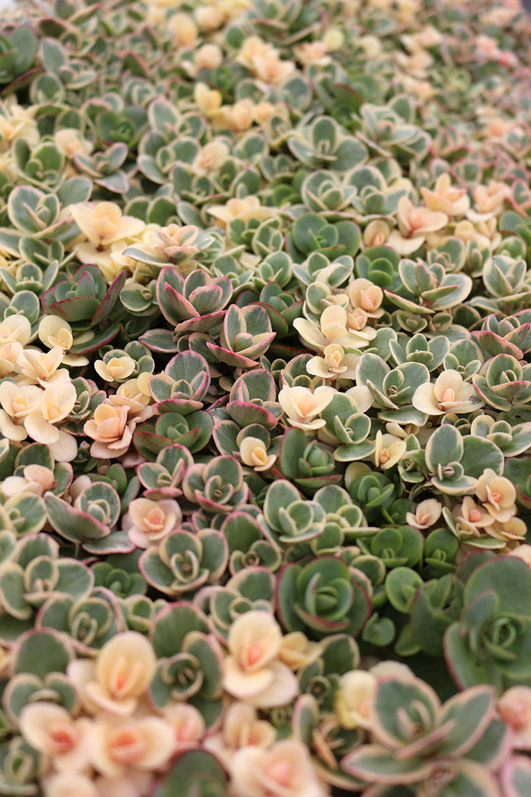 Sedum - Lime Twister, 1 Pack