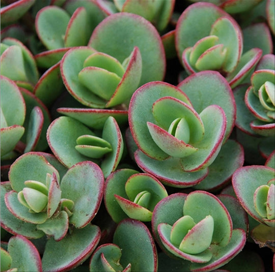 Sedum SunSparkler - Lime Zinger, 1 pack