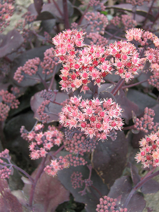 Sedum - Purple Emperor, 1 Pack