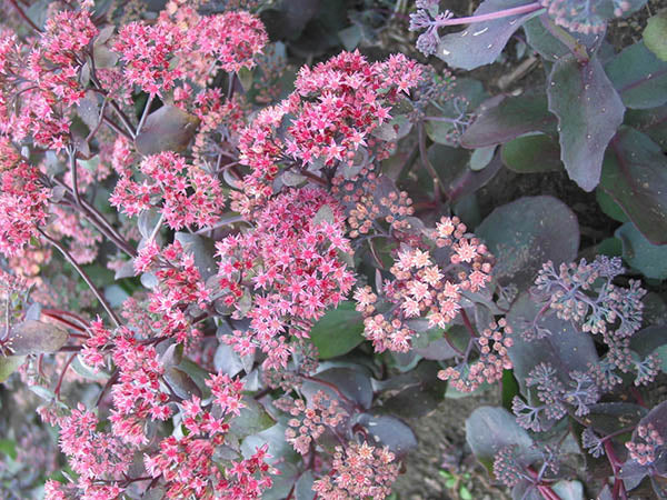 Sedum - Purple Emperor, 1 Pack