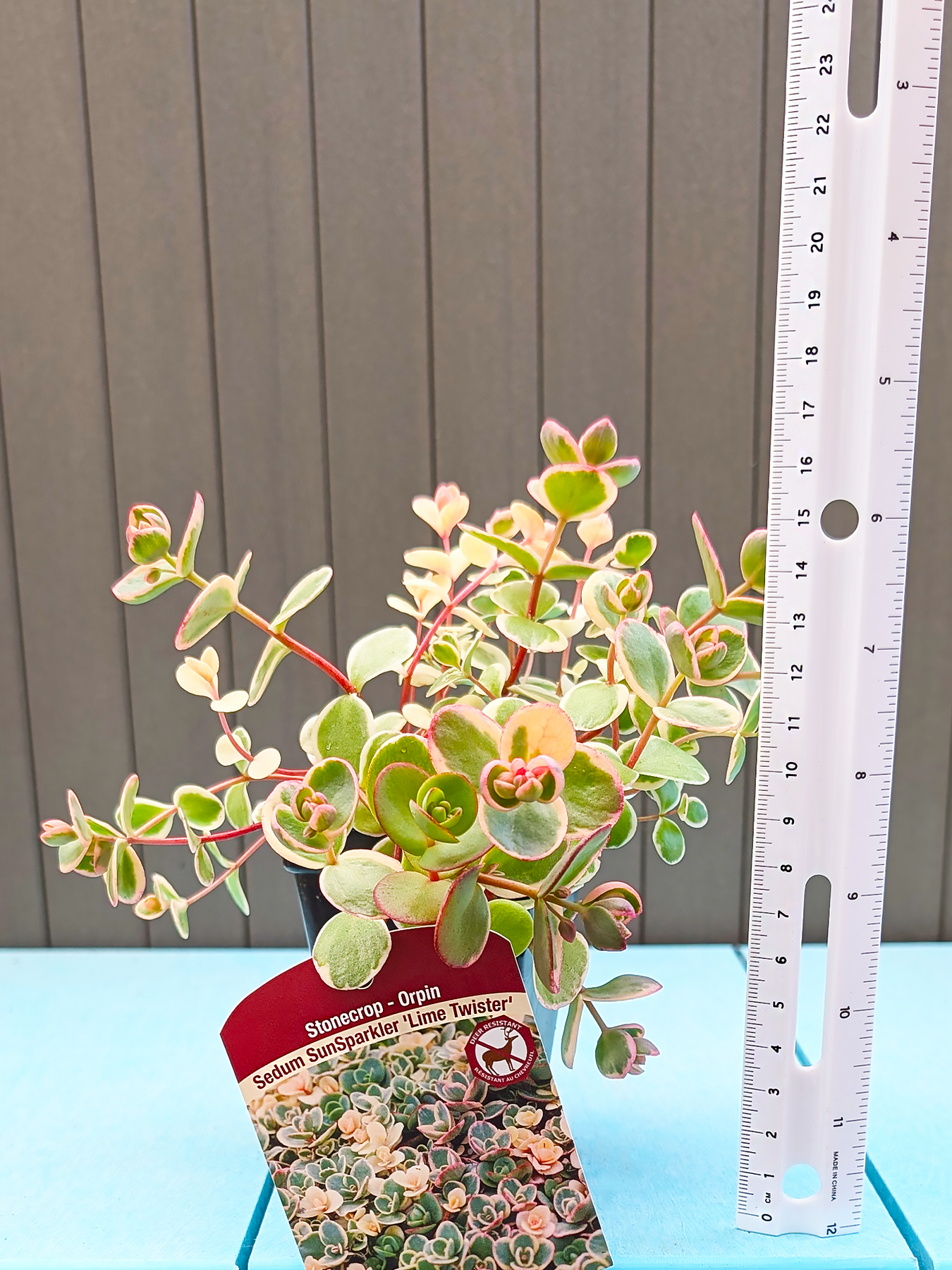 lime sparkler succulent Sedum SunSparkler