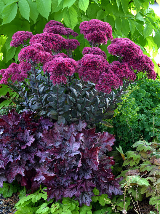 Sedum - Thunderhead, 1 Pack
