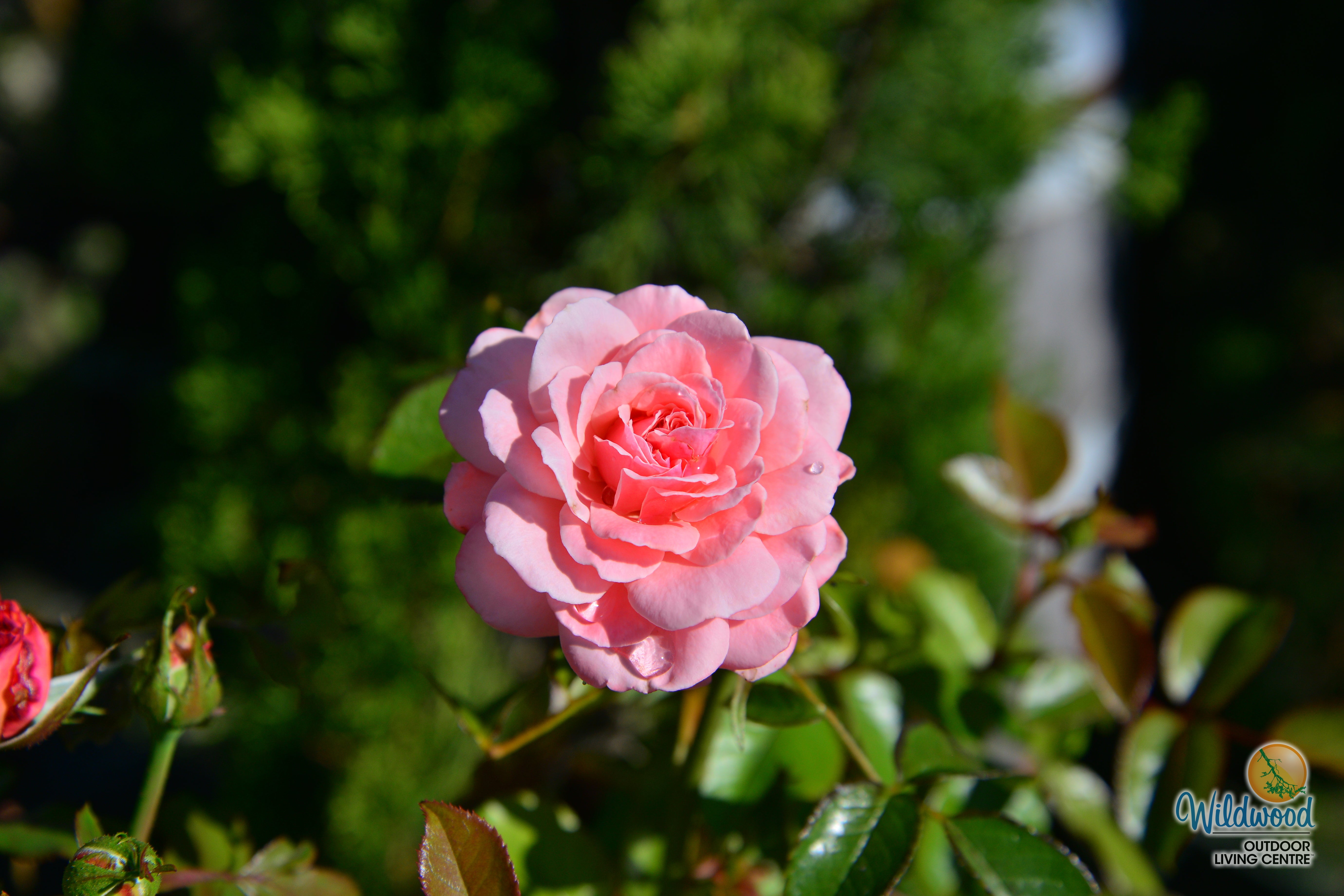 Sexy Rexy | Floribunda | Weeks Rose – Wildwood Outdoor Living