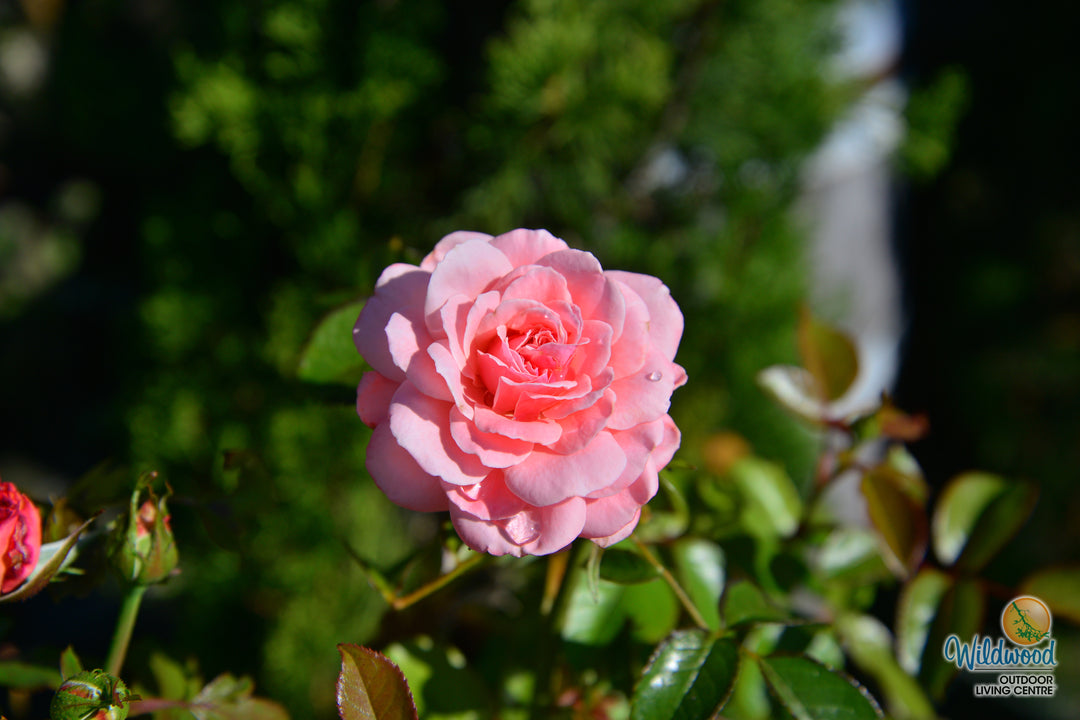 Sexy Rexy - Weeks Rose