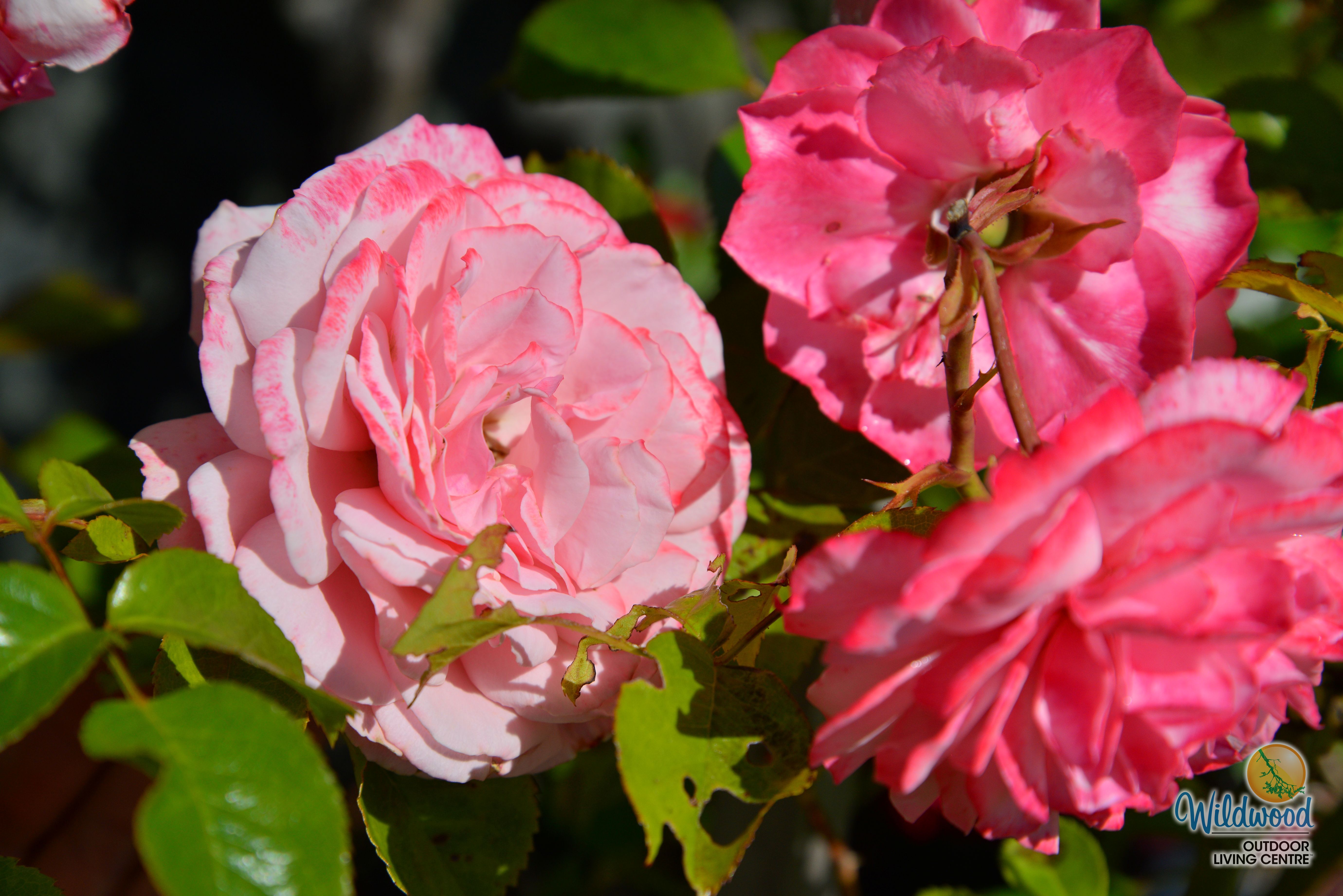 Sexy Rexy | Floribunda | Weeks Rose – Wildwood Outdoor Living