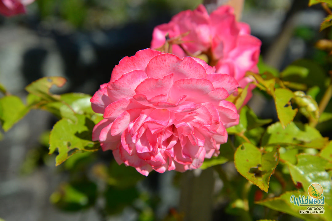 Sexy Rexy - Weeks Rose