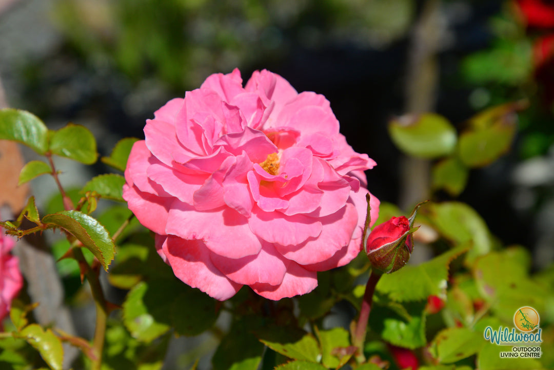 Sexy Rexy - Weeks Rose