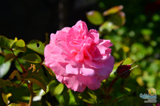 Sexy Rexy - Weeks Rose