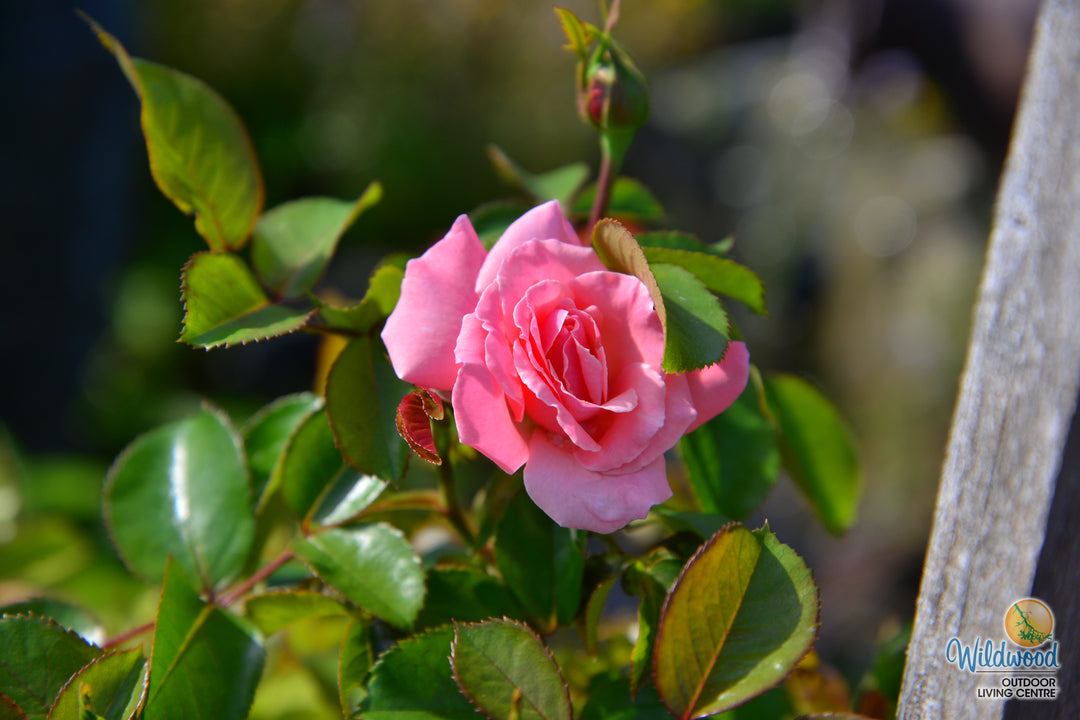 Sexy Rexy - Weeks Rose