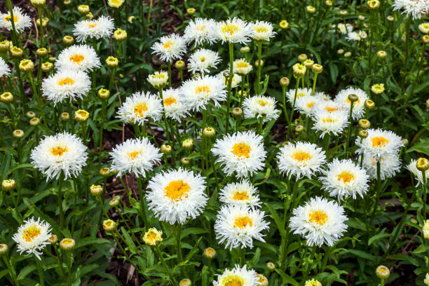 Shasta Daisy - Aglaia, 1 Pack