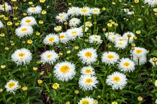 Shasta Daisy - Aglaia, 1 Pack